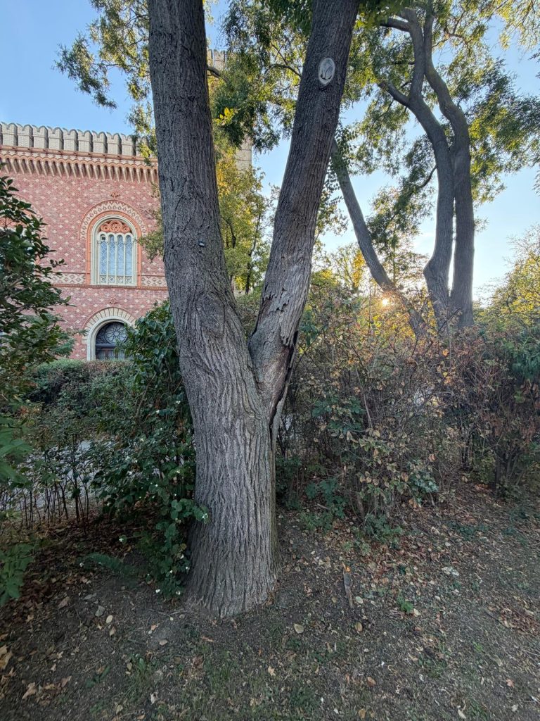 Dieser Baum ist wohl nicht mehr zu retten und es wäre sinnvoll ihn möglichst bald zu ersetzen.