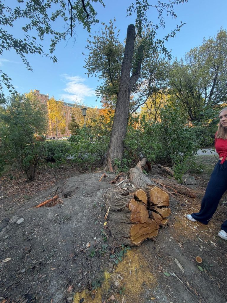 Dieser Baum wurde durch einen Sturm entwurzelt. Das kann aus unerklärlichen Gründen immer wieder entstehen, obwohl dieser Baum gut verwurzelt schien.
