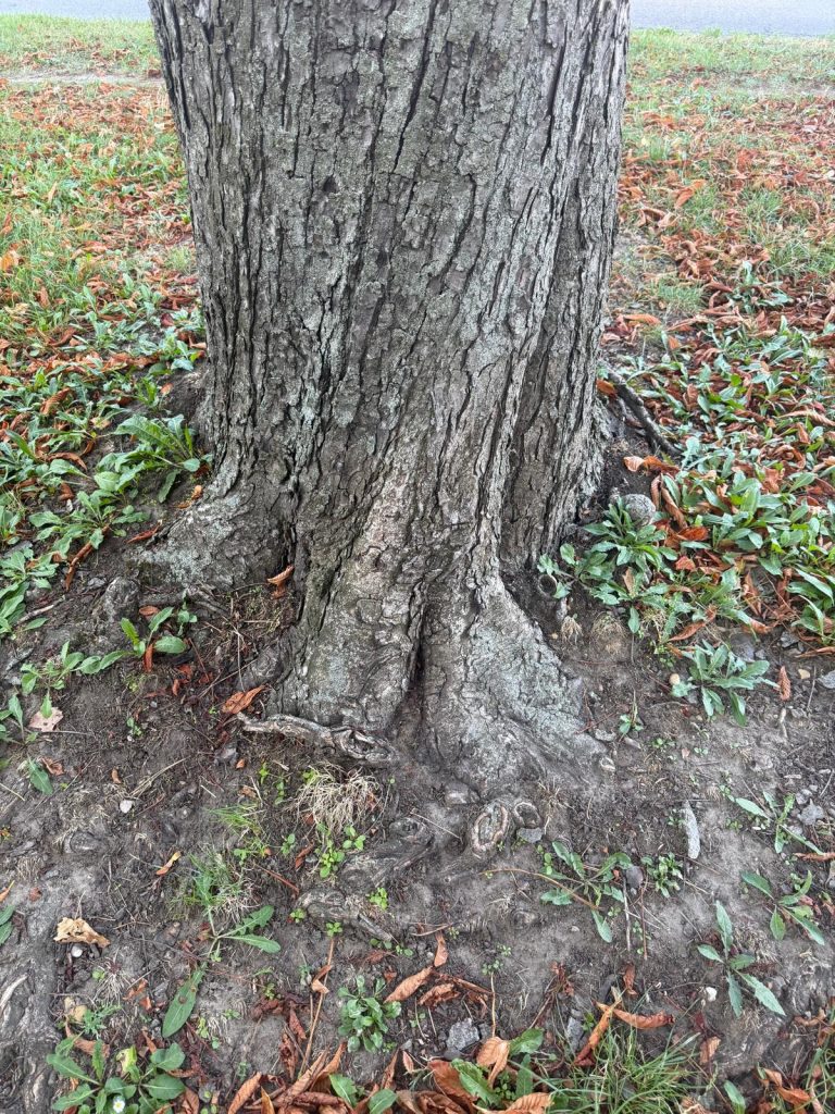 Querwurzeln deuten auf einen schlechten Untergrund hin und beeinträchtigen die Lebenszeit eines Baumes. Hier ist unter dem Baum eventuell Abbruchmaterial von den Bombenschäden aus dem zweiten Weltkrieg.