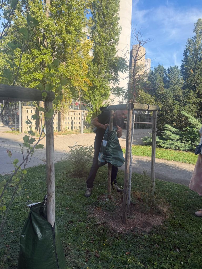 Dieser Gießsack ist schon lange leer und die Erde darunter hat Schimmel angesetzt. Der Sack wurde vermutlich zu spät angebracht. Der Baum ist tot.