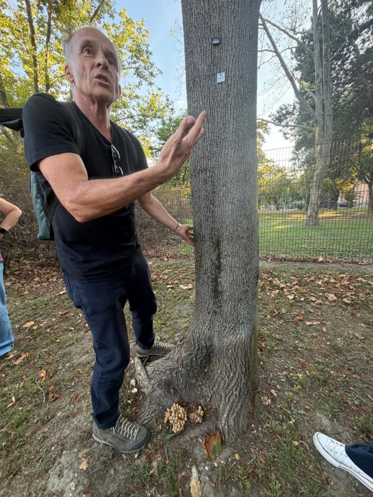 Dieser Baum wird wohl nicht mehr lange überleben. Er schaut zwar vital aus, zeigt aber viele problematische Zeichen an den Wurzeln und an der Kerbe im Stamm.