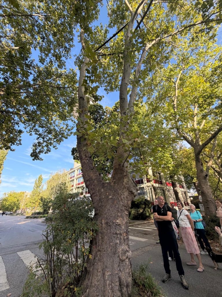 Überlebenskünstlerin Platane: Es ist verwunderlich, wie dieser einbetonierte Baum noch genügend Wasser bekommt. Ein abgeschnittener Ast ist nicht verheilt und morsch. Bewundernswert, dass dieser Baum noch steht.