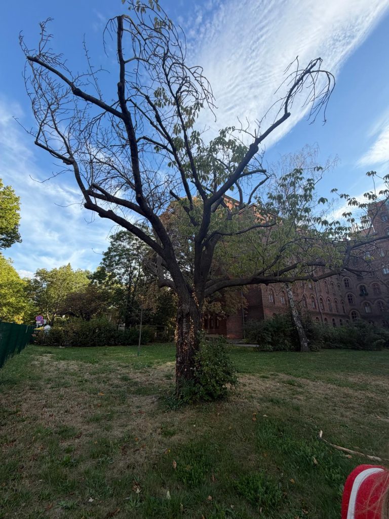 Dieser Baum ist für sein Alter noch relativ gut erhalten, hat jedoch seine Lebensdauer bald erreicht.