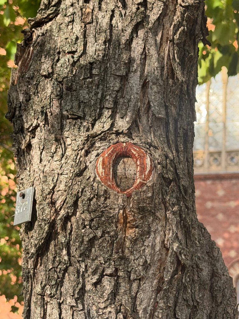 Ein gut heilender Astabschnitt. Nahzu vorbildlich. Das Holz ist fest und der Baum "verschluckt" die Wunde.