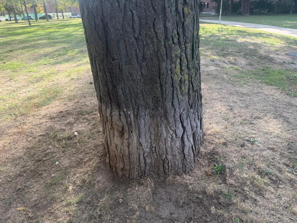 Typischer Urinschaden durch Hundeurin. Der scharfe Urin stresst Bäume zusätzlich.
