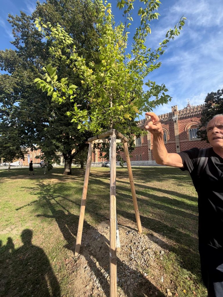 Diese Neupflanzung ist fast vorbildlich: Dreieckständer, Gurte die den Baum halten, Weißanstrich und eine erkennbare Baumscheibe. Was noch fehlt, ist der Gießsack.