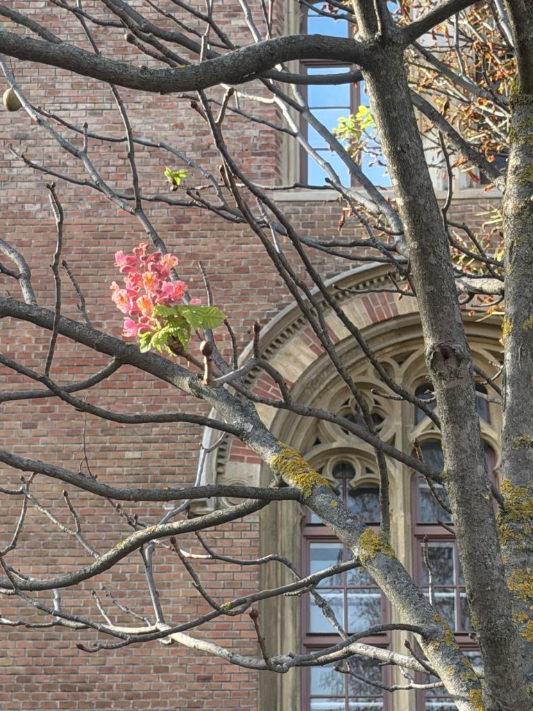 Notblüte an einem rotblühenden Rosskastanienbaum vor dem Arsenal 1. Ein Warnsignal für Hitzestress.