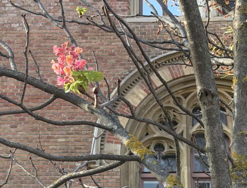 Diese rotblühende Rosskastanie hat Stress. Sie setzt im Herbst eine Blüte an. Auch die vielen Flechten, zeigen nicht, dass der Baum gesund ist.