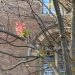 Diese rotblühende Rosskastanie hat Stress. Sie setzt im Herbst eine Blüte an. Auch die vielen Flechten, zeigen nicht, dass der Baum gesund ist.
