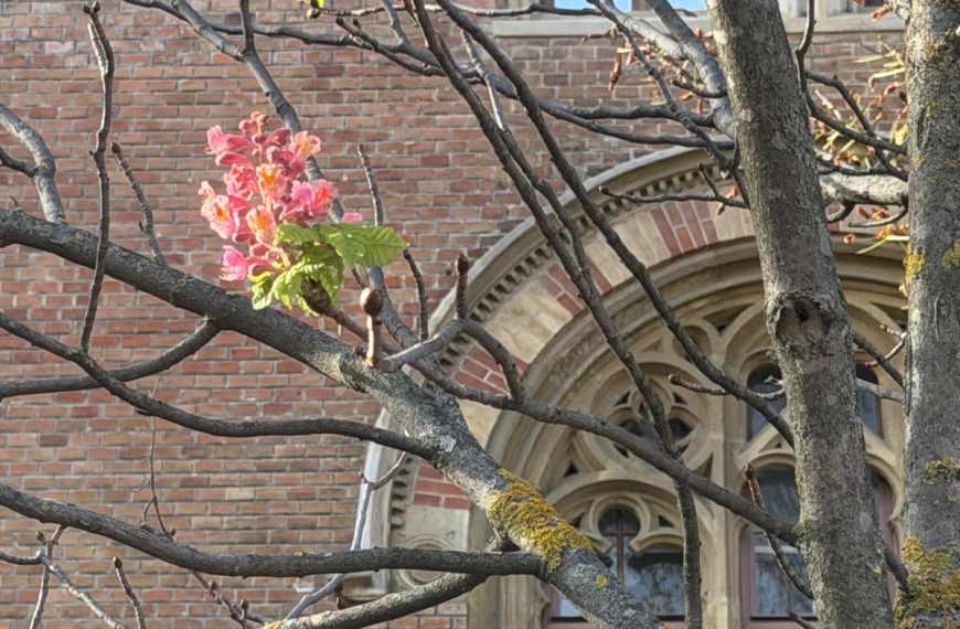 Diese rotblühende Rosskastanie hat Stress. Sie setzt im Herbst eine Blüte an. Auch die vielen Flechten, zeigen nicht, dass der Baum gesund ist.