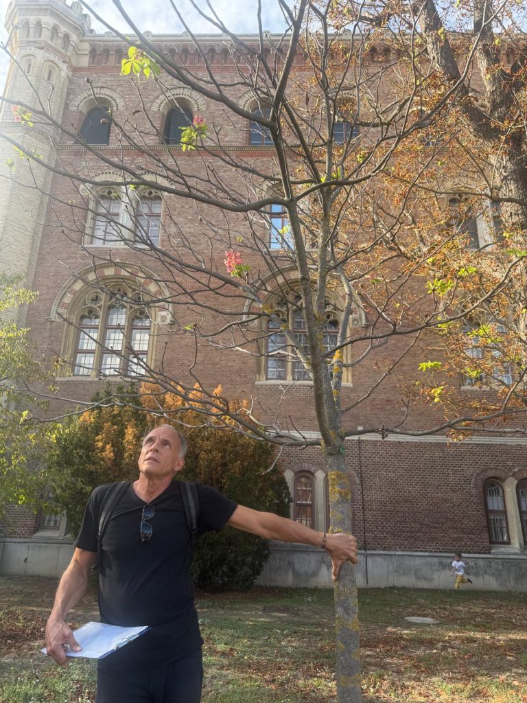 Diese neu gepflanzte rotblühende Rosskastanie beim Arsenal 1 hat Stress, deshalb blüht sie im Herbst. Was ist schief gelaufen: Keine Baumscheibe, kein Weißanstrich, Schäden durch Rasenmäher. Schade!