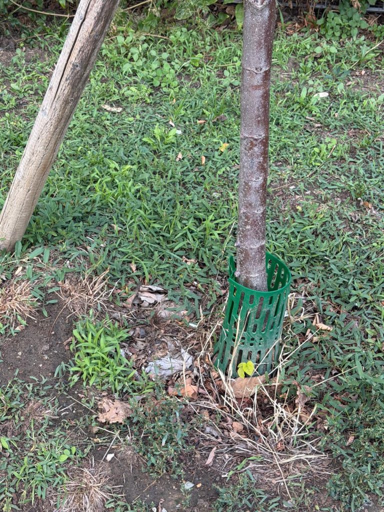Wirksamer Schutz vor Fadenmäher. Günstig im Gartencenter oder Baumarkt erhältlich.