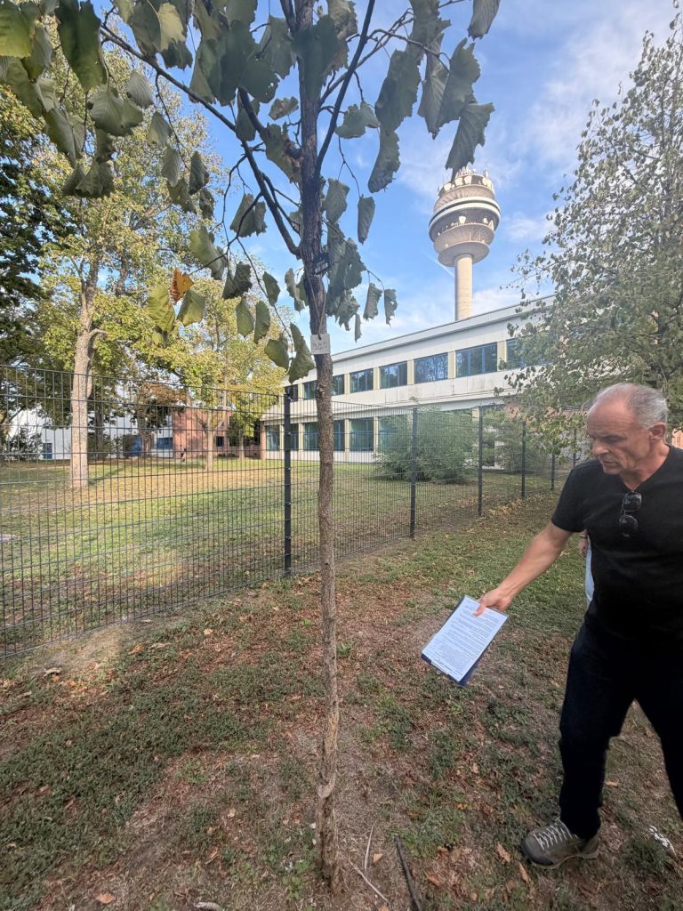 Kein Weißanstrich, keine Stütze, Baumscheibe nicht vorhanden