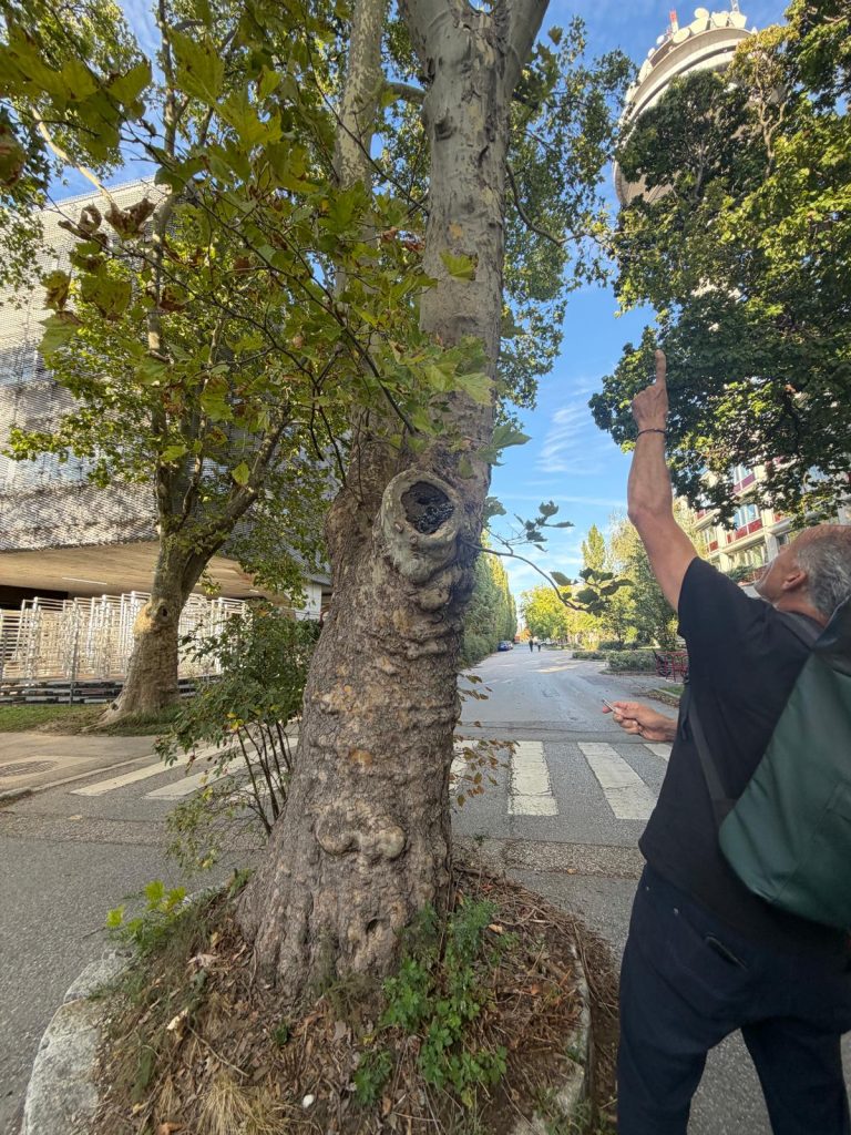 Bei der Platane vor dem WIFO ist ein Astabschnitt schlecht verheilt und morsch. Das ist eine Eintrittspforte für Schädlinge, die den Baum stressen und schädigen können.